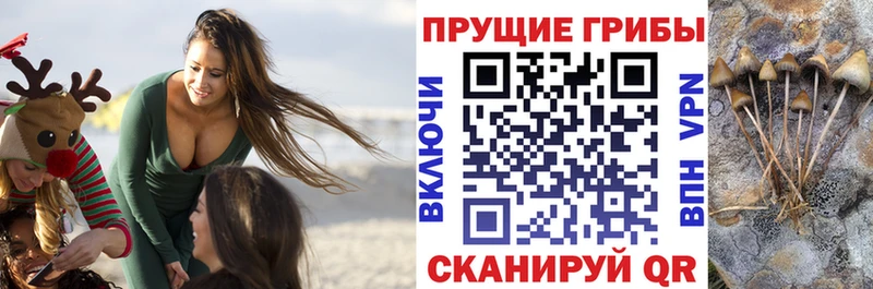 OMG tor  купить закладку  Чита  Галлюциногенные грибы Cubensis 